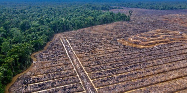 Masyarakat Adat Tolak Kebijakan Pemerintah soal Sawit: Presiden Siapkan Bencana di Papua