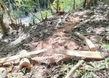 Sonokeling TTU: Dari Kebun Warga hingga Jejak Balak di Kawasan Hutan