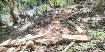 Sonokeling TTU: Dari Kebun Warga hingga Jejak Balak di Kawasan Hutan