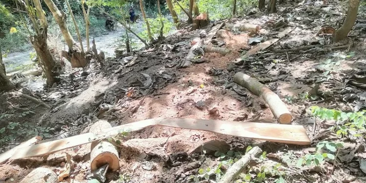 Sonokeling TTU: Dari Kebun Warga hingga Jejak Balak di Kawasan Hutan