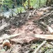 Sonokeling TTU: Dari Kebun Warga hingga Jejak Balak di Kawasan Hutan