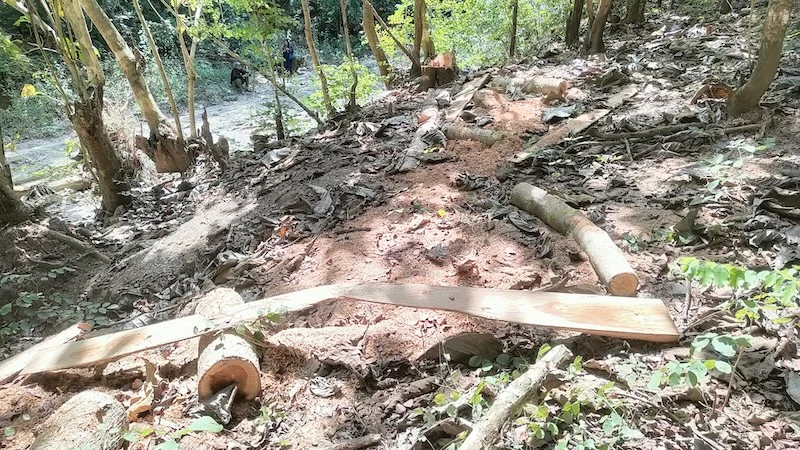 Sonokeling TTU: Dari Kebun Warga hingga Jejak Balak di Kawasan Hutan